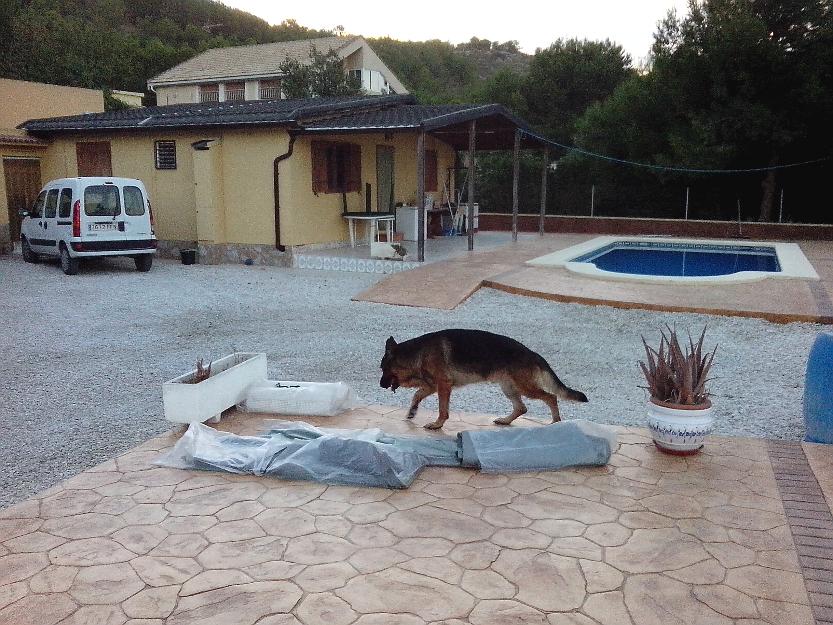 Venta de cachorros pastor alemán