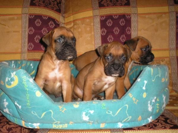 Boxers - cachorros