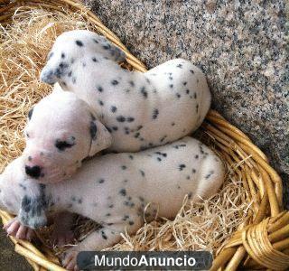 cachorros dalmata