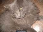 Gato persa gris desaparecido - mejor precio | unprecio.es