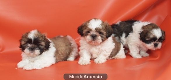 Los más simpáticos cachorritos de Shih Tzu, - Asturias