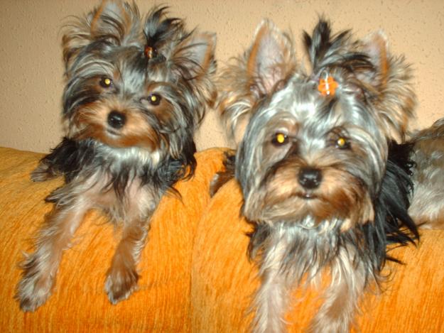 Preciosos cacchorros de Yorkshire Terrier