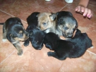 regalo cachorros mestizos raza pequeña en ponferrada - mejor precio | unprecio.es