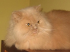 se regala preciosa gata persa - mejor precio | unprecio.es