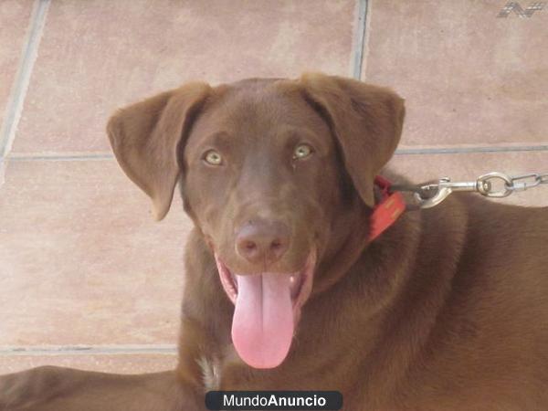 TRUENO, labrador chocolate de 5 meses busca adoptantes