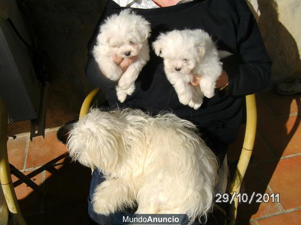 Preciosos cachorros Bichón maltés