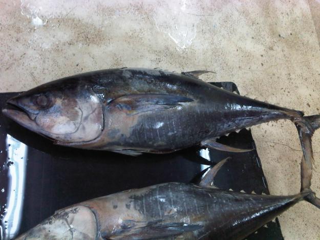 ATUN ALBACORA ENTERA CONGELADA (calidad conservera congelado en salmuera)