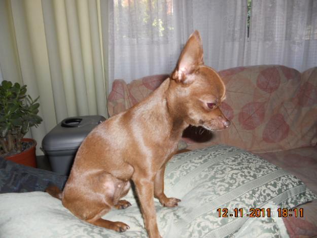 Busco chihuahua macho para emparejar