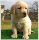 Cachorro de Labrador canela - mejor precio | unprecio.es