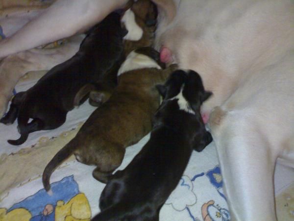 Cachorros de Boxer