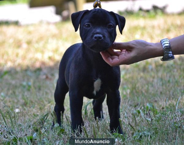 CACHORROS STAFFORDSHREI BULL TERRIER