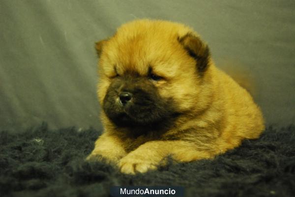 Chow Chow, machitos y hembras de criadero¡¡ excelentes