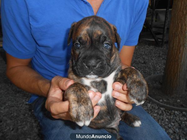 Cachorros Boxer en Gavá (Barcelona)