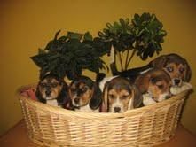 Cachorros Beagles 260 euros