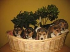 Cachorros Beagles 260 euros - mejor precio | unprecio.es