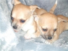 Chihuahua cachorros adorables para vante 150â¬ - mejor precio | unprecio.es