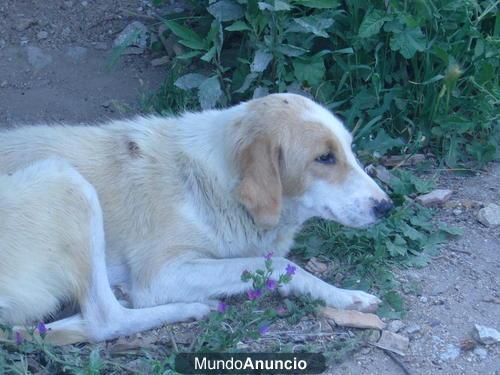 Regalo mastina desnutrida parida en campo llenos de chinchorros, los caz