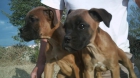 vendo cachorros de boxer - mejor precio | unprecio.es