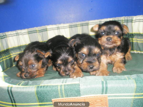 YORKSHIRE TERRIER ENANO DESDE 300 EUROS