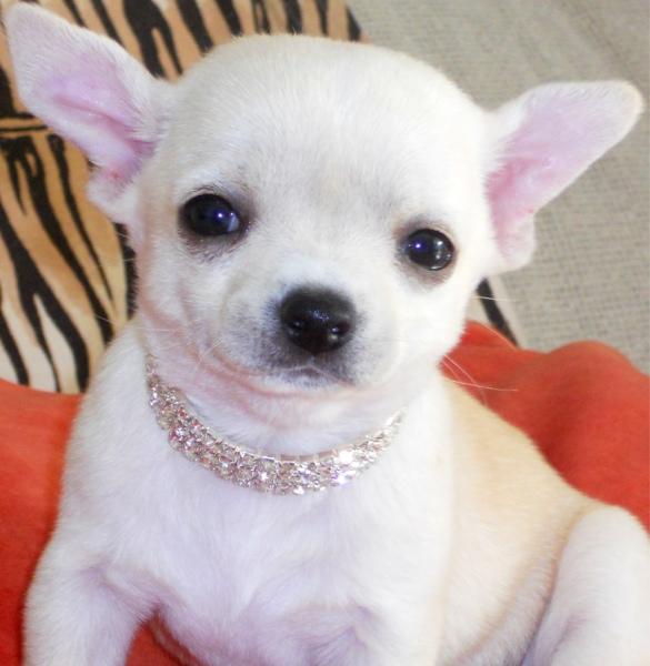 Autentica hembra Chihuahua preciosa!