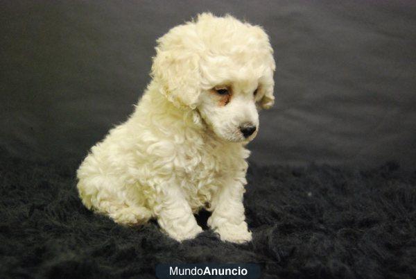 Cachorros de Caniche Enano. En color Blanco. Ejemplares de Calidad