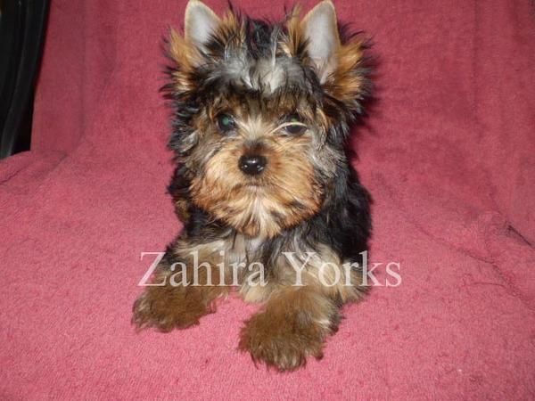 CRIA Y SELECCION YORKSHIRE TERRIER nacidos en Navarra