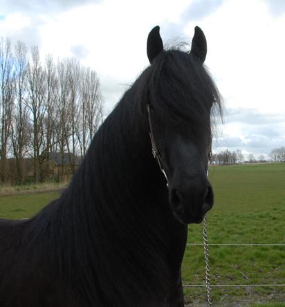 Dos caballos de Frisia lindo para la venta