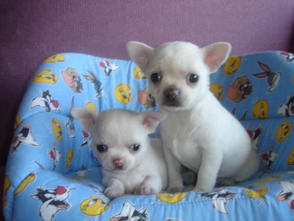 miniatura de chihuahuas blancos