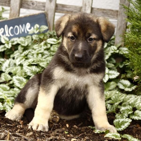 Perritos del pastor alemán para la venta