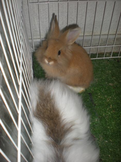 REGALO conejo angora BEBÉ (1 Mes aprox)