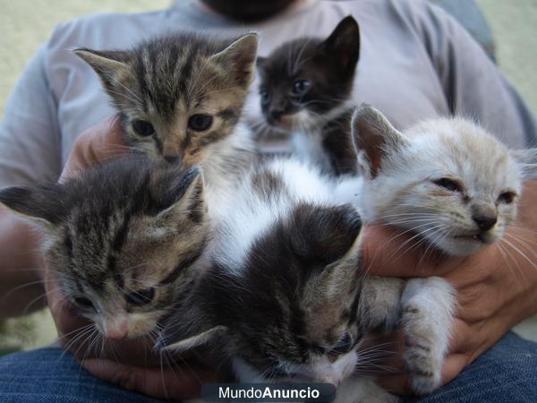 regalo gatitos