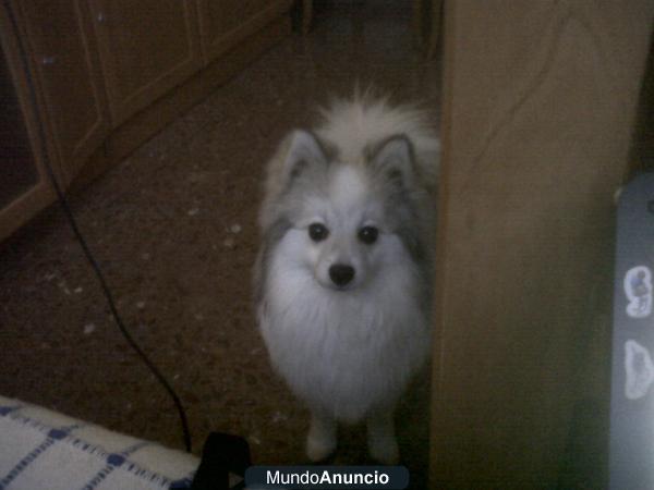 SE OFRECE MACHO POMERANIA PARA MONTA