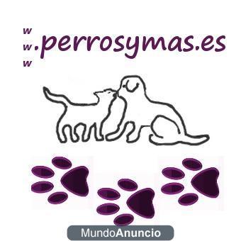 Todo para su Perro online-shop