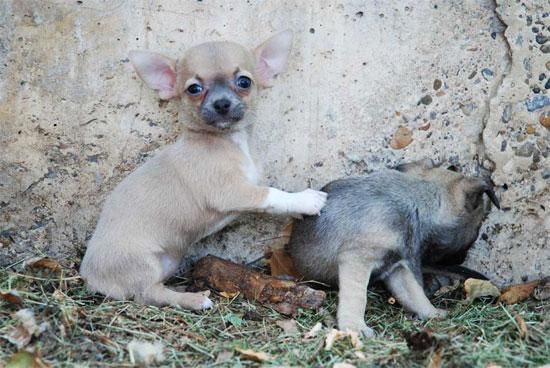 Vendo cachorritos de Chihuahua ¡tu oportunidad