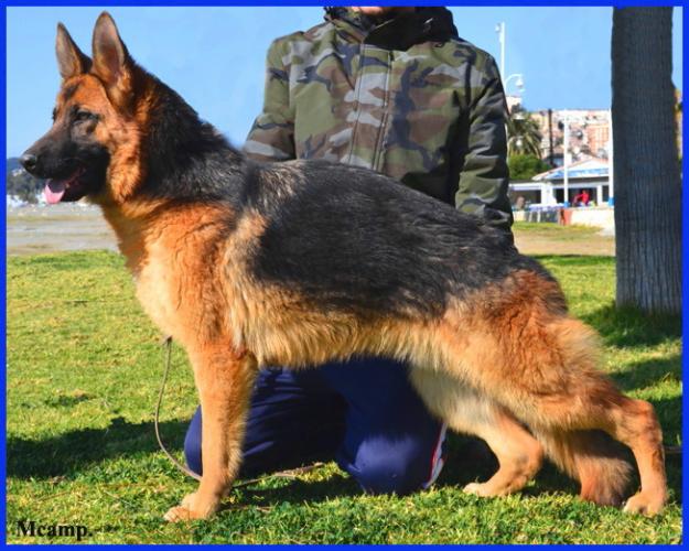 Cachorra Ceppa. de Pastor Alemán.