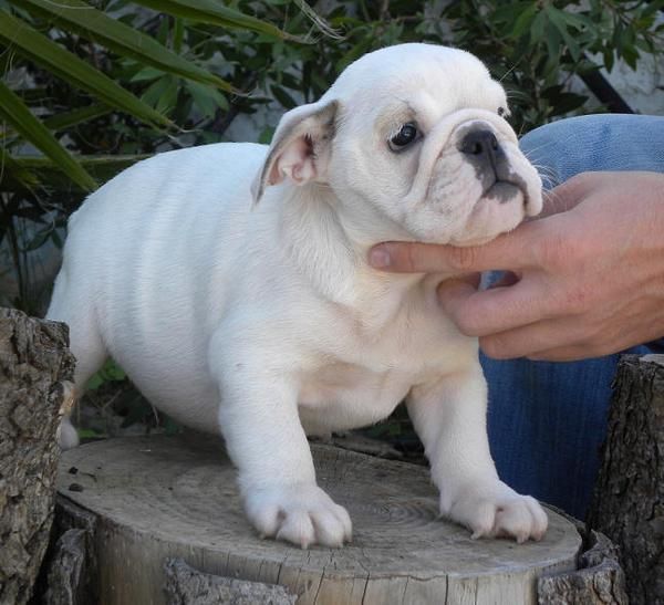 Camada bulldog ingles, excelente genetica