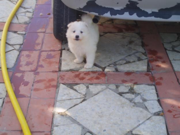 Maravilloso cachorrito de Samoyedo tipo Oso