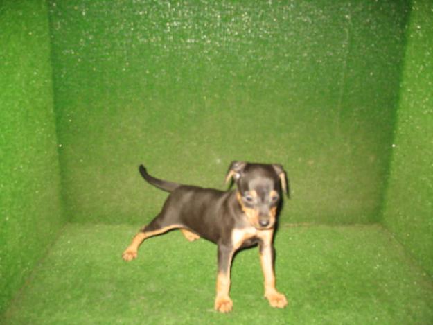 PINSCHER MINI 270 euros