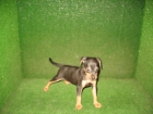 PINSCHER MINI 270 euros - mejor precio | unprecio.es