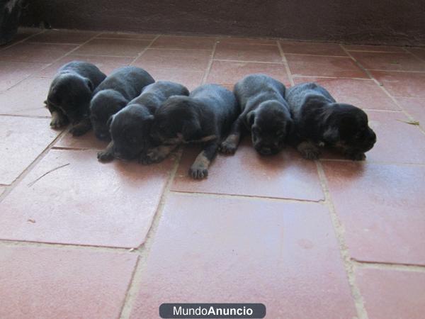 Se vende camada de Jagd terrier