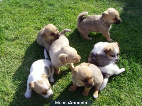 seis cachorros Shih Tzu disponible para adopción