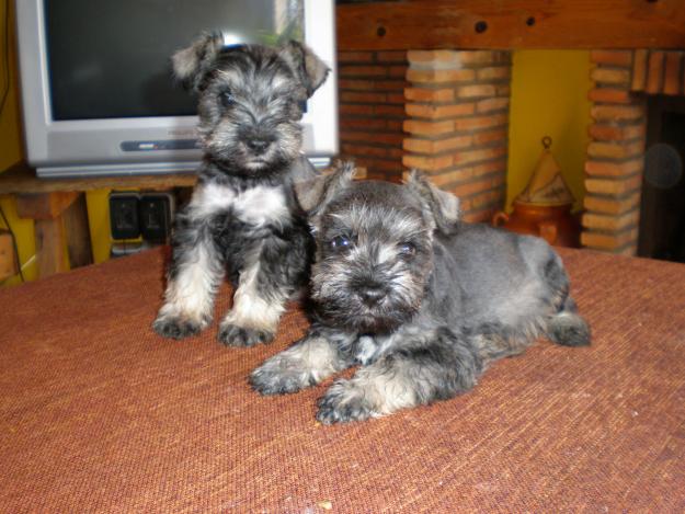 vendo preciosos schnauzer mini sal y pimienta 300euros