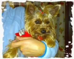 Yorkshire terrier