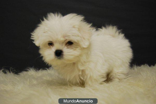 BICHON MALTES, MUY POCO PESO , CACHORRITOS DE PRIMERA CALIDAD