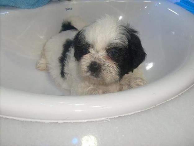 CACHORRITOS DE SHIH TZU