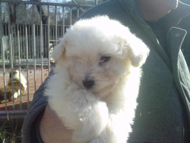 CACHORROS DE CANICHE ENANO BLANCO