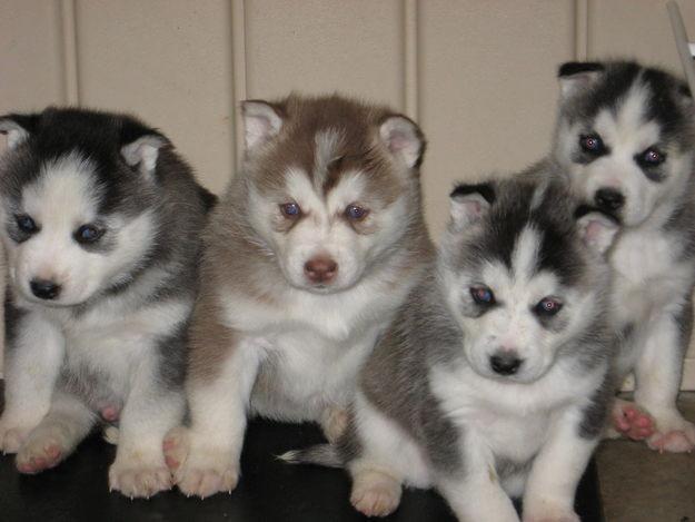 cachorros de husky siberiano para adopcion