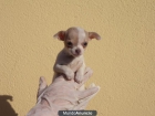 CHIHUAHUA CACHORROS 400€ - mejor precio | unprecio.es