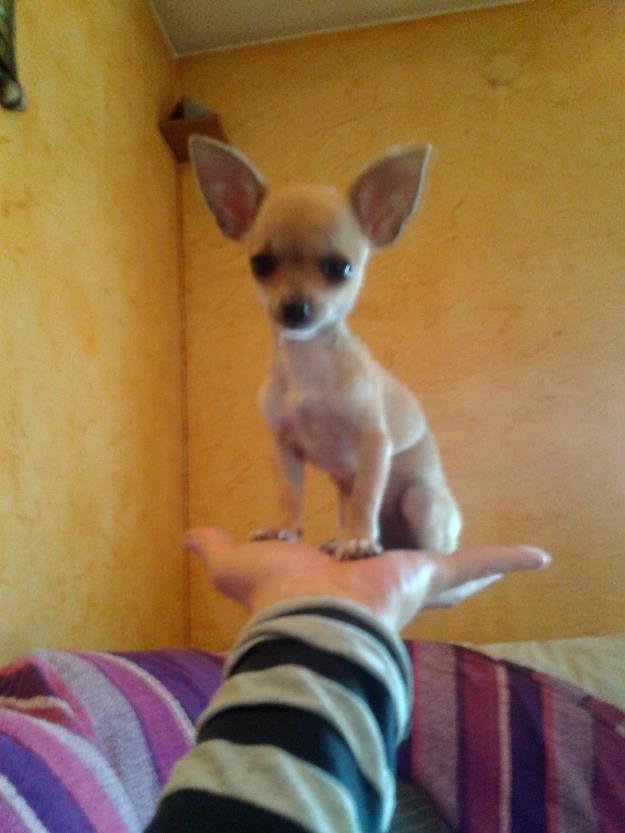 chihuahua toy hembra