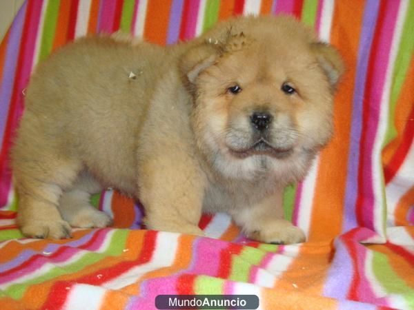 chow chow tu mascota